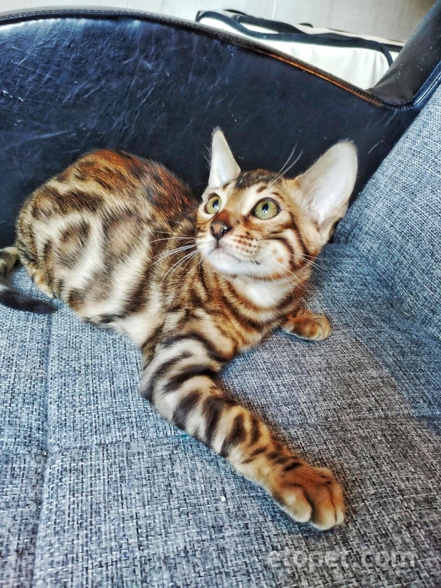 Кот бенгал мраморный