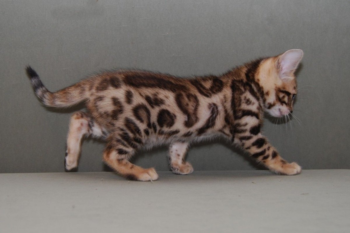 Окрас бенгальской кошки Браун Марбл