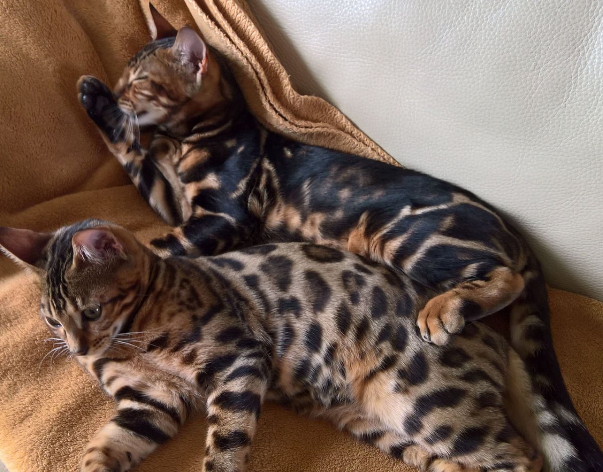 Бенгал Браун Марбл