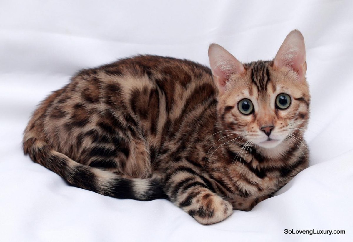 Бенгальская кошка окрасы