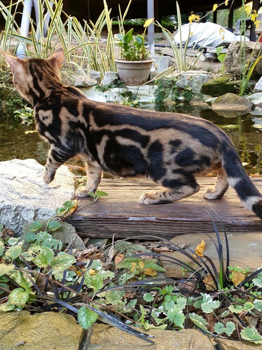 Бенгальская кошка мраморная