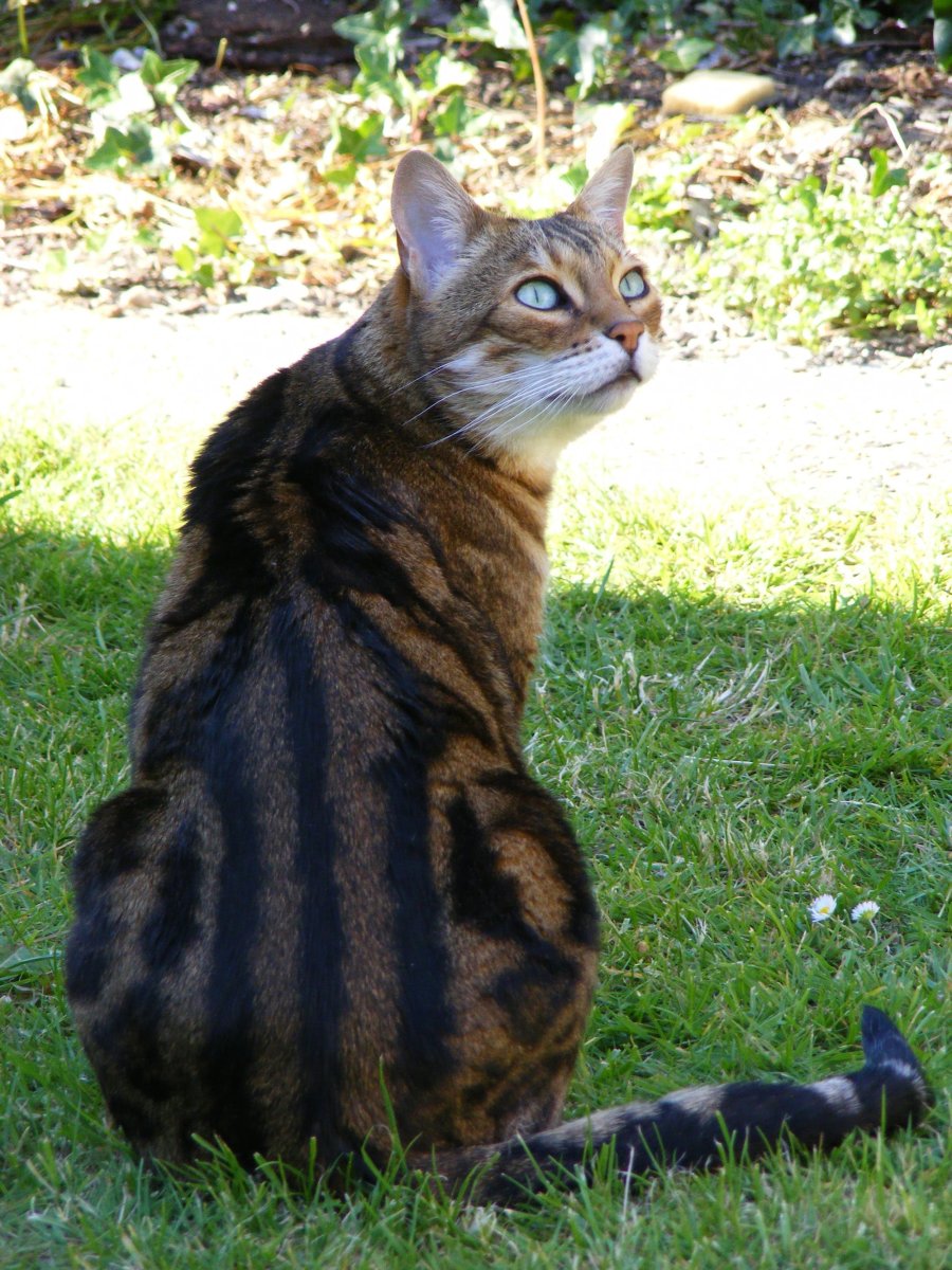 Бенгальская кошка мраморная