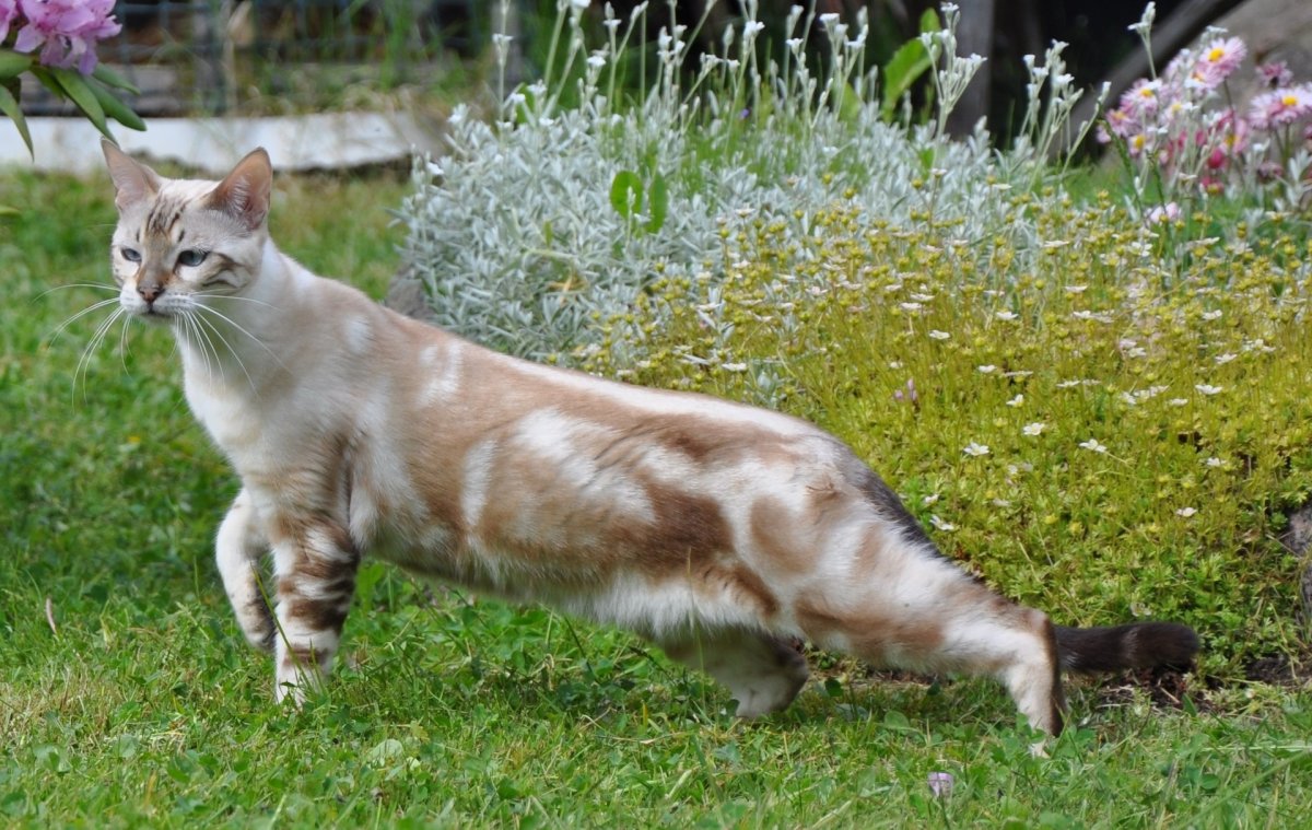 Снежный мраморный бенгальский кот