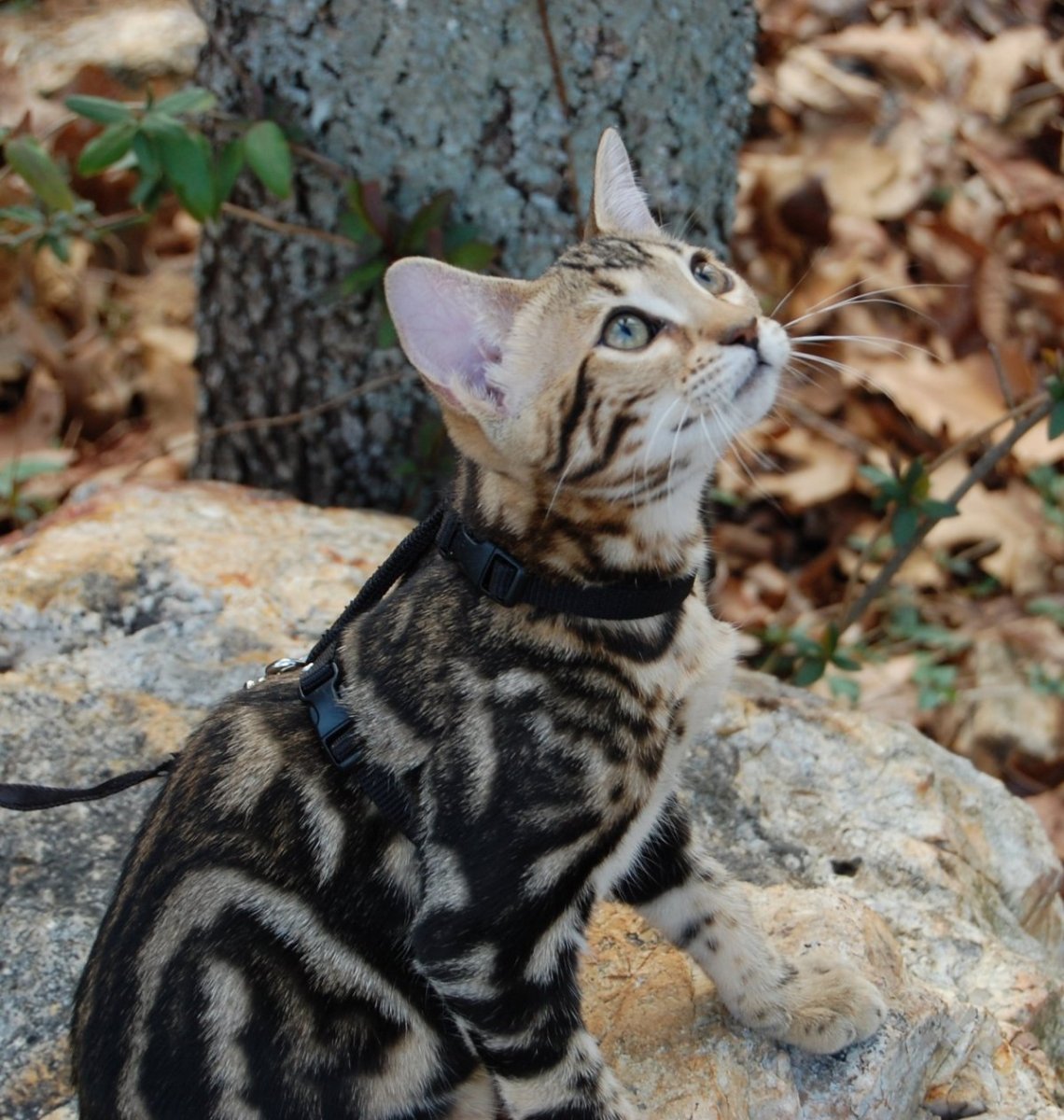 Бенгальская мраморная кошка табби