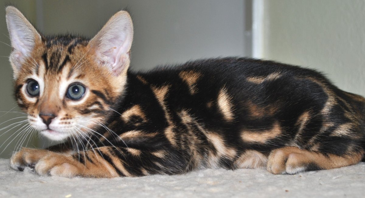 Бенгал Марбл