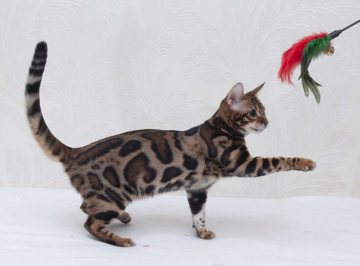 Бенгальская кошка Браун табби