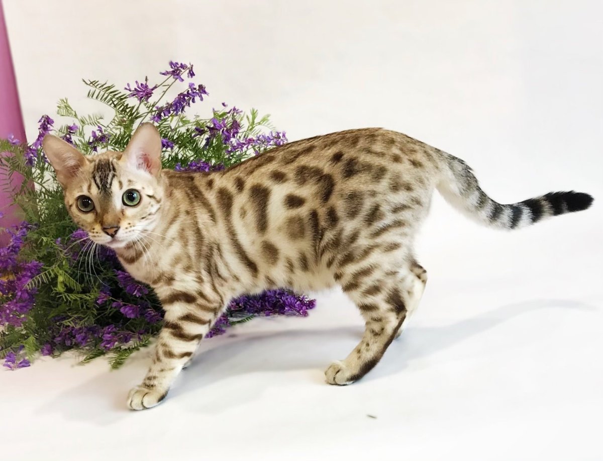 Кот бенгал мраморный