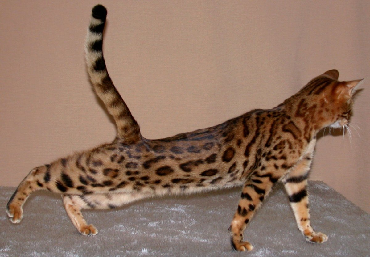 Бенгал мраморный табби