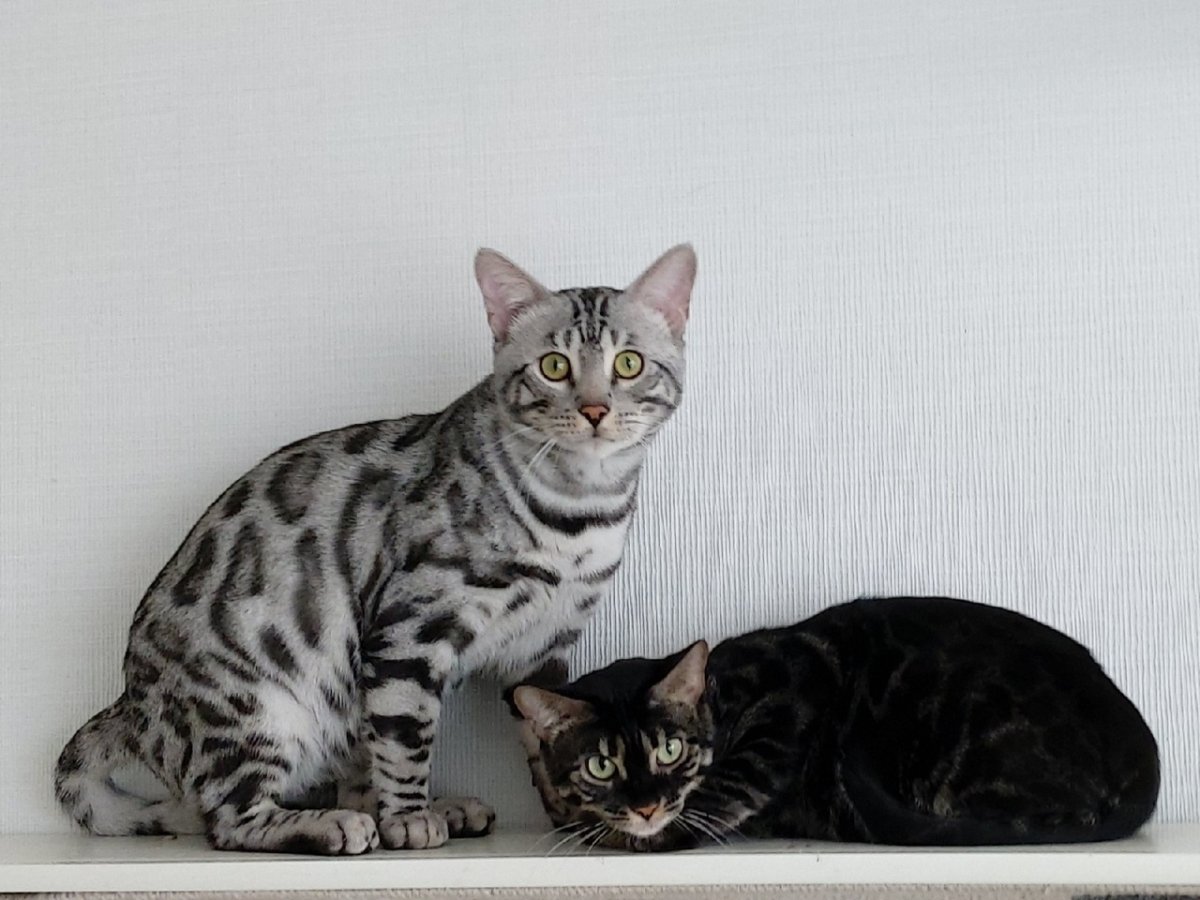 Бенгальская кошка меланистик мраморная