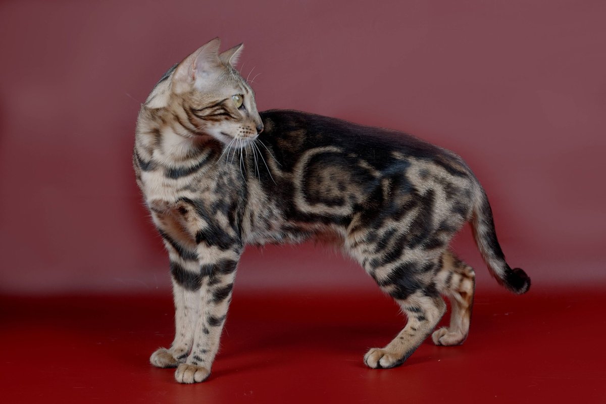 Бенгальский кот черепаховый окрас
