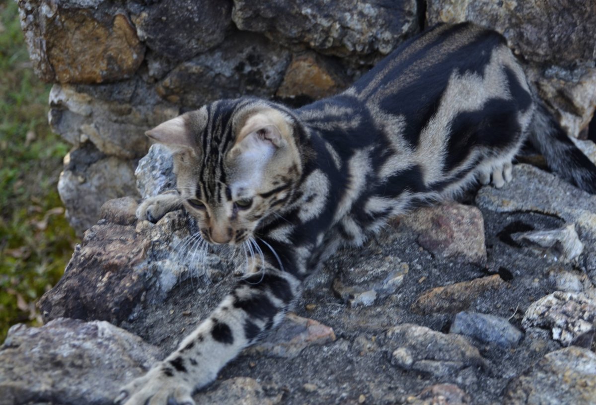 Бенгальская кошка мраморная