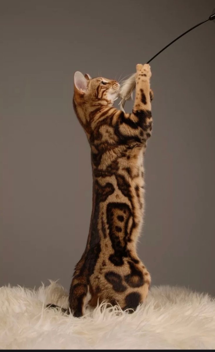 Бенгальская кошка мраморный окрас