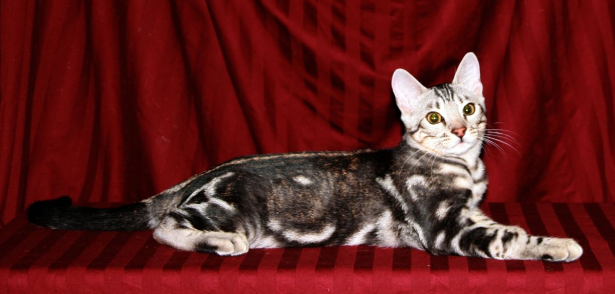 Бенгальская кошка Марбл