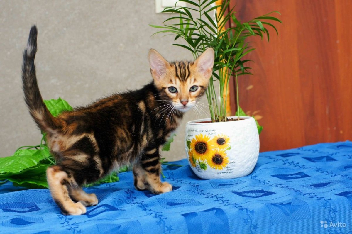 Бенгальский кот Браун Марбл