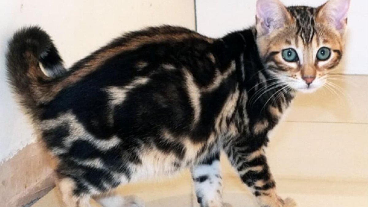 Бенгальский Марбл Браун