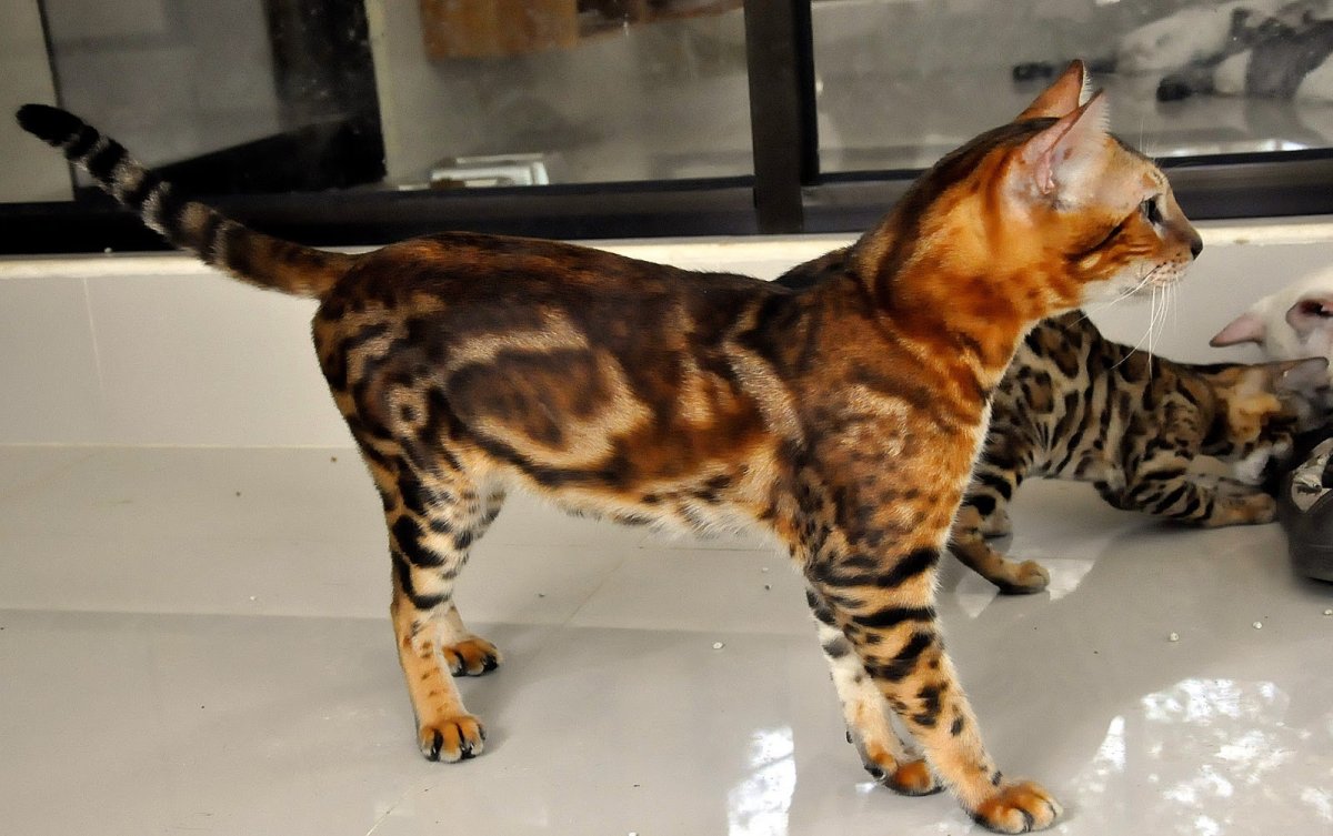 Бенгальская кошка Марбл