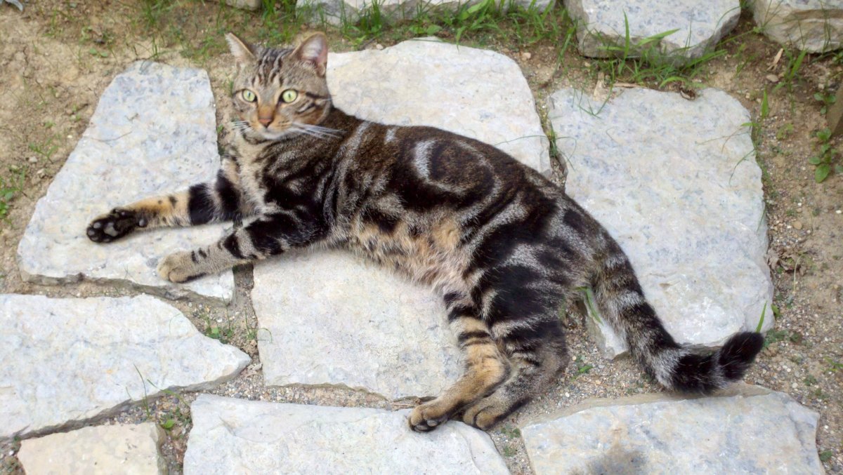 Мраморный бенгал кошка