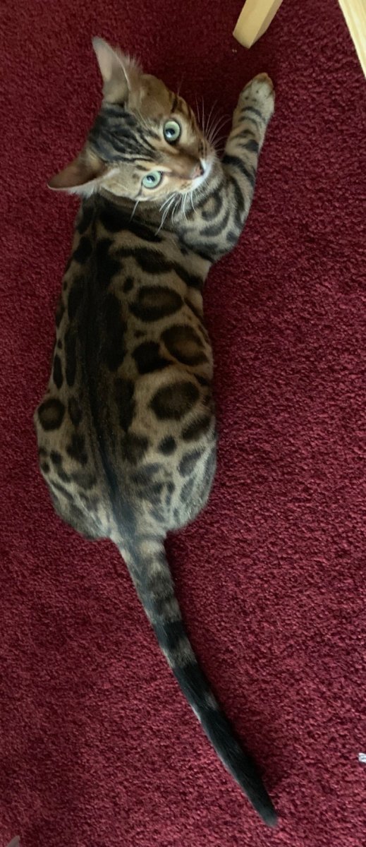 Бенгал мраморный окрас