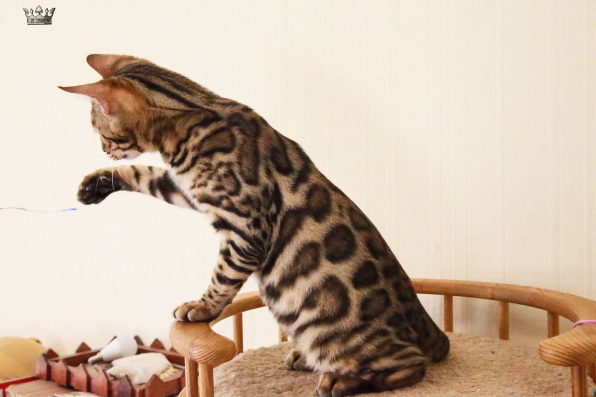 Бенгальская кошка