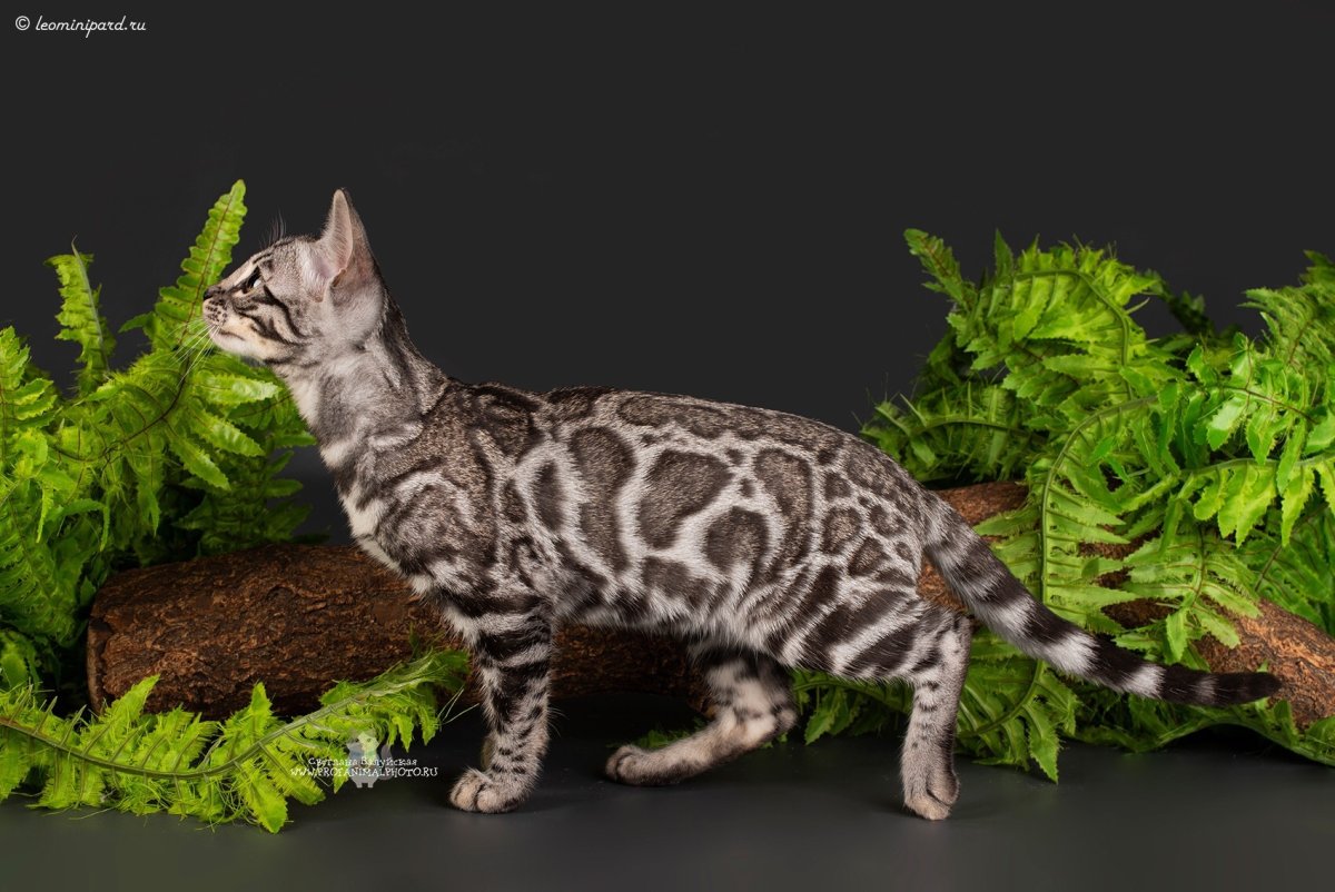 Бенгал Сильвер