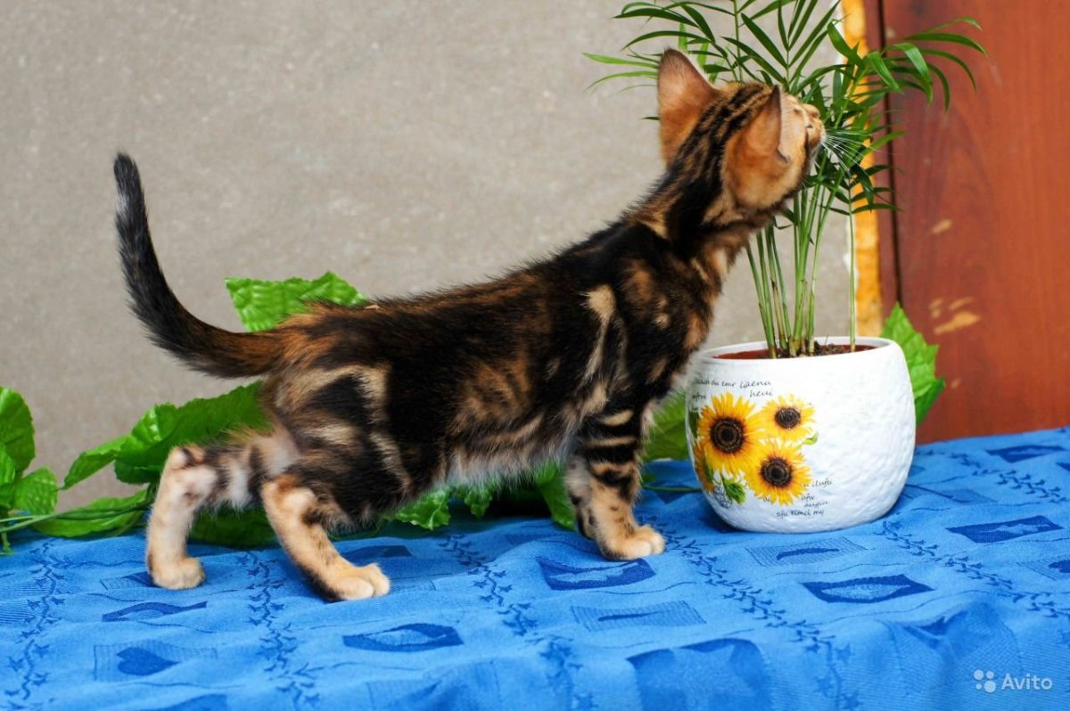 Бенгальская кошка мраморный окрас