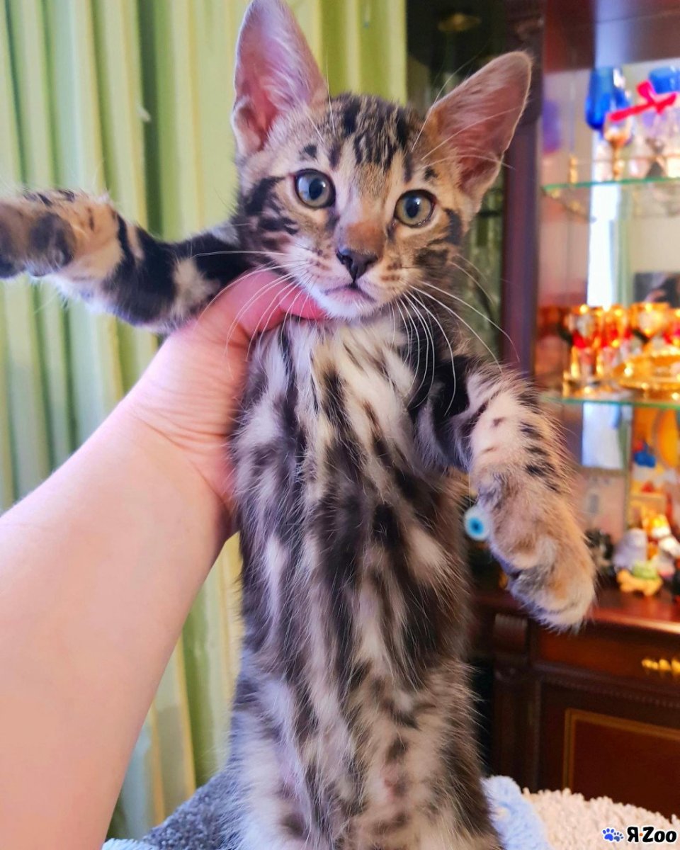 Мраморный бенгальский кот