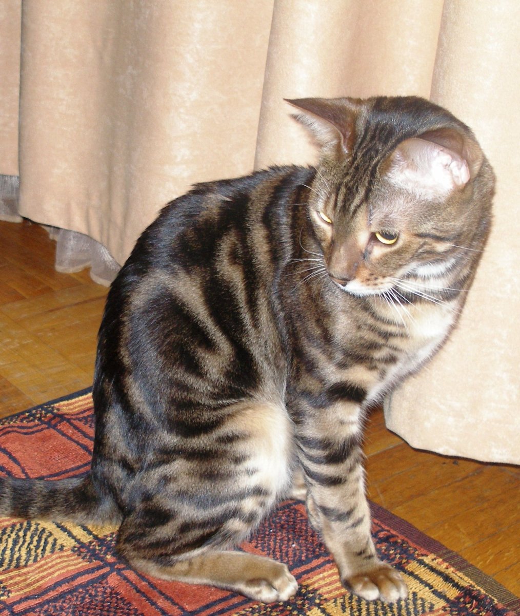 Бенгальская кошка метис серый полосатый