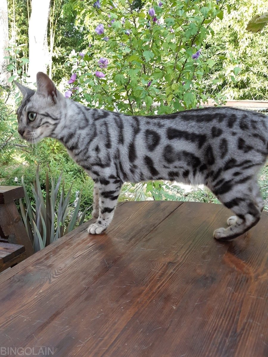 Черный мраморный бенгал