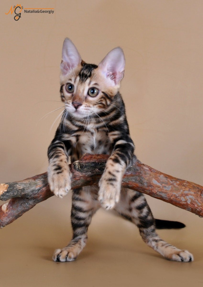Кот бенгал мраморный