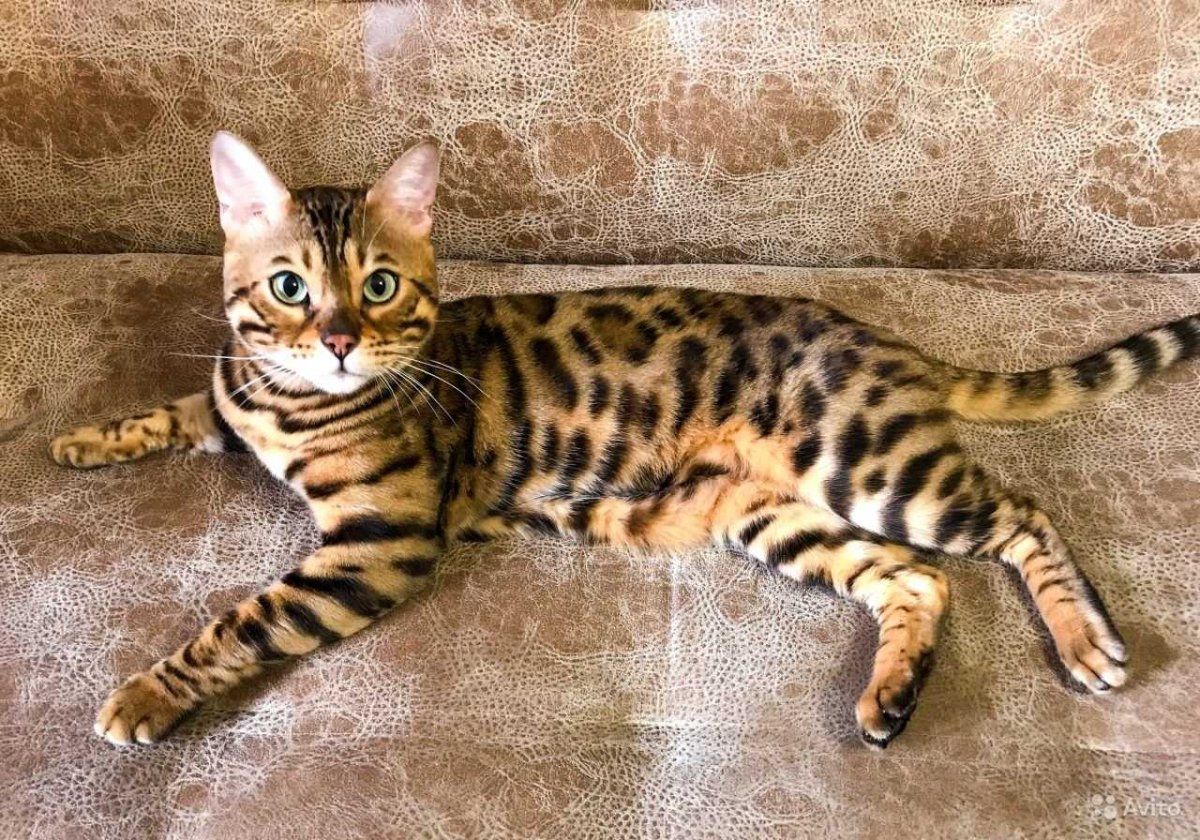 Бенгальский кот