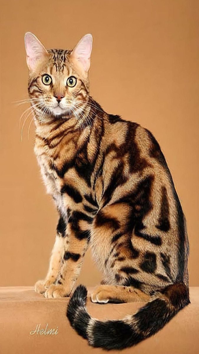 Кошки бенгальской породы