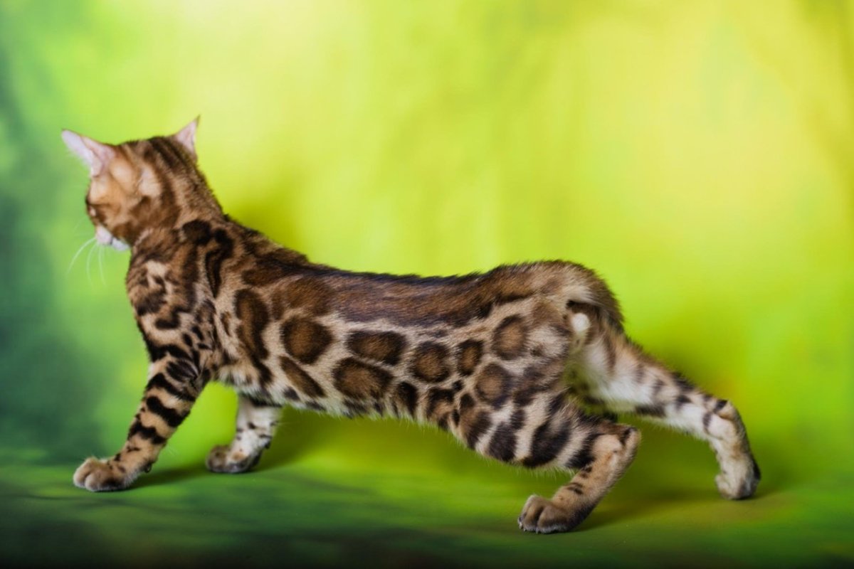 Бенгальская кошка меланистик Кашмир