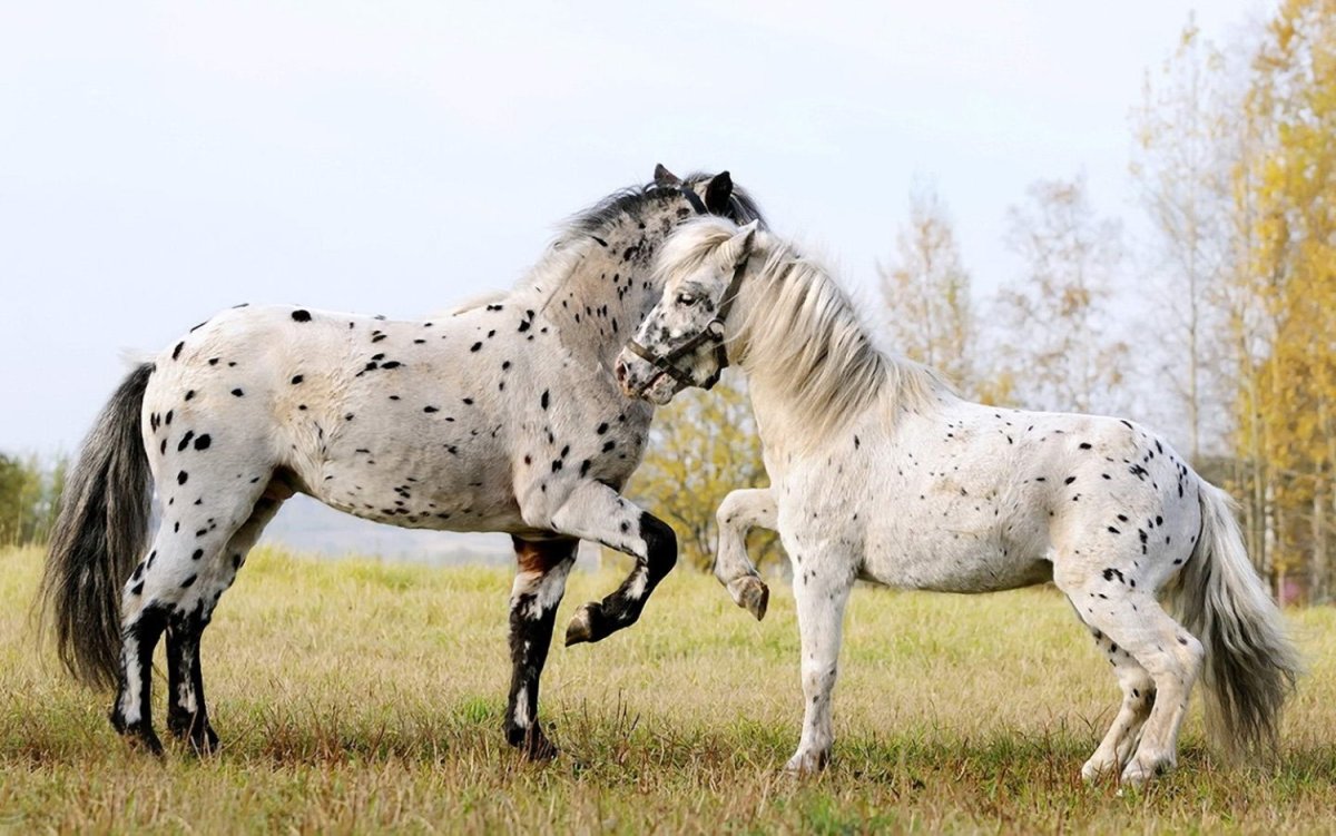 Аппалуза лошадь
