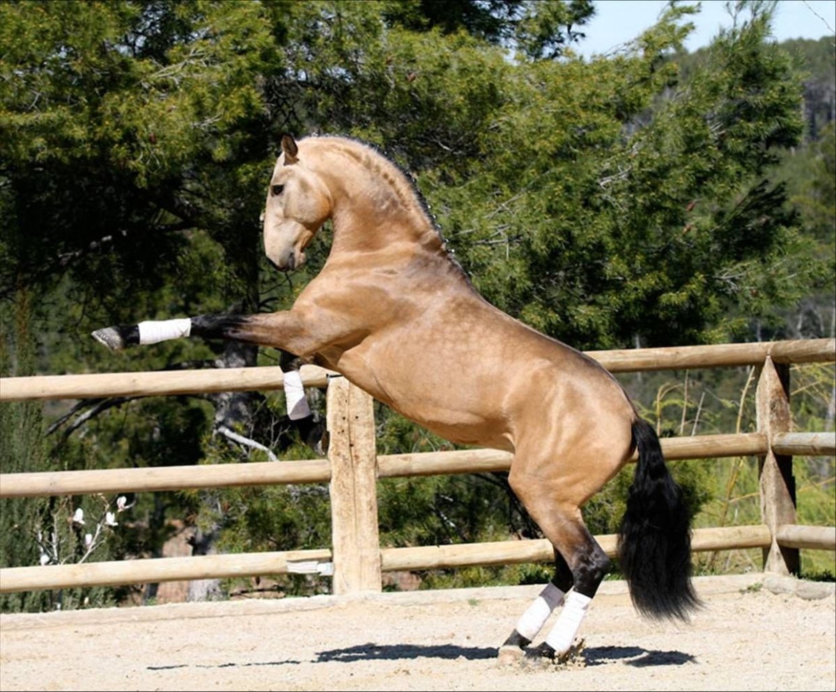 Лузитано масти