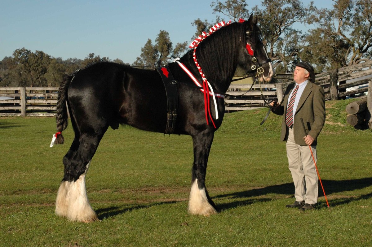 Бельгийский тяжеловоз Самсон