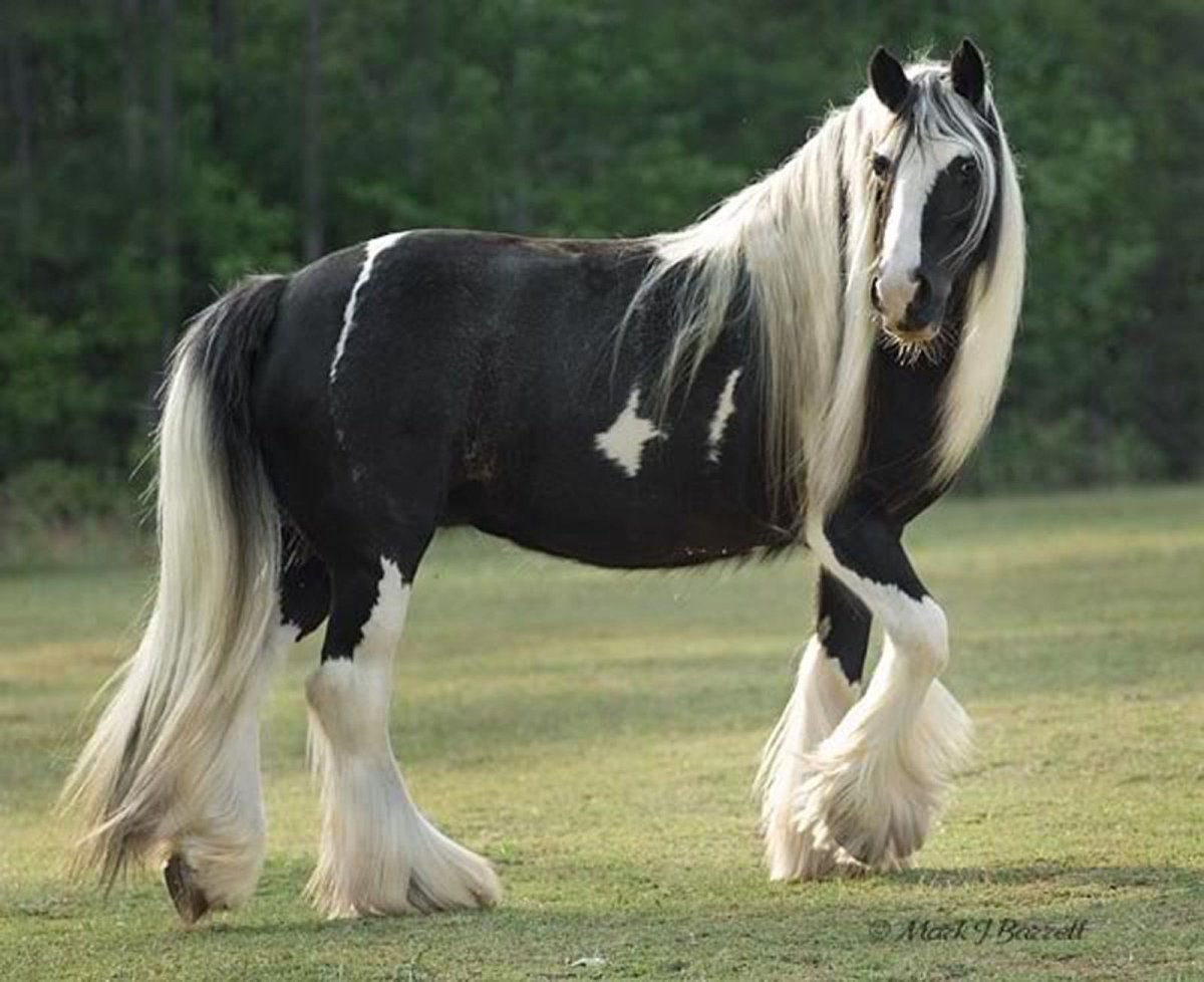 Тяжеловоз Самсон Шайры