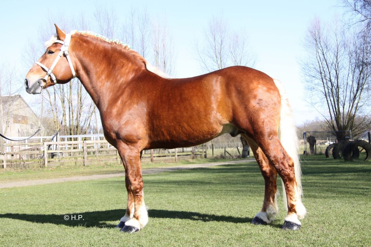 Булонский тяжеловоз