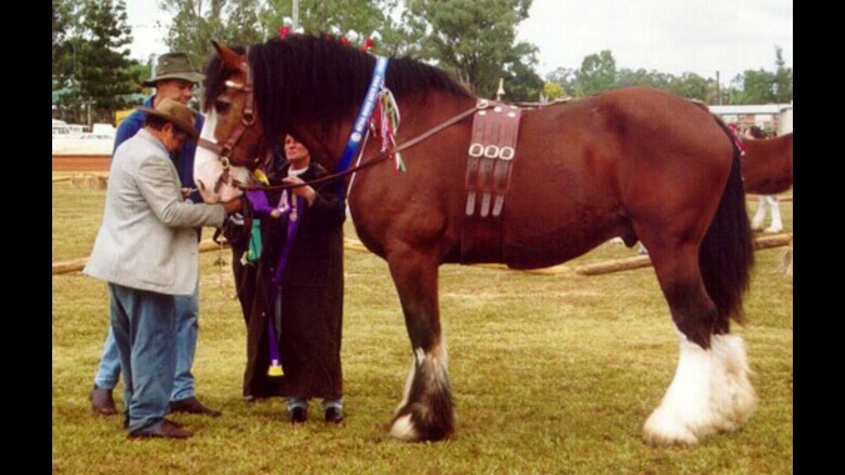 Порода лошадей Фрайбергер