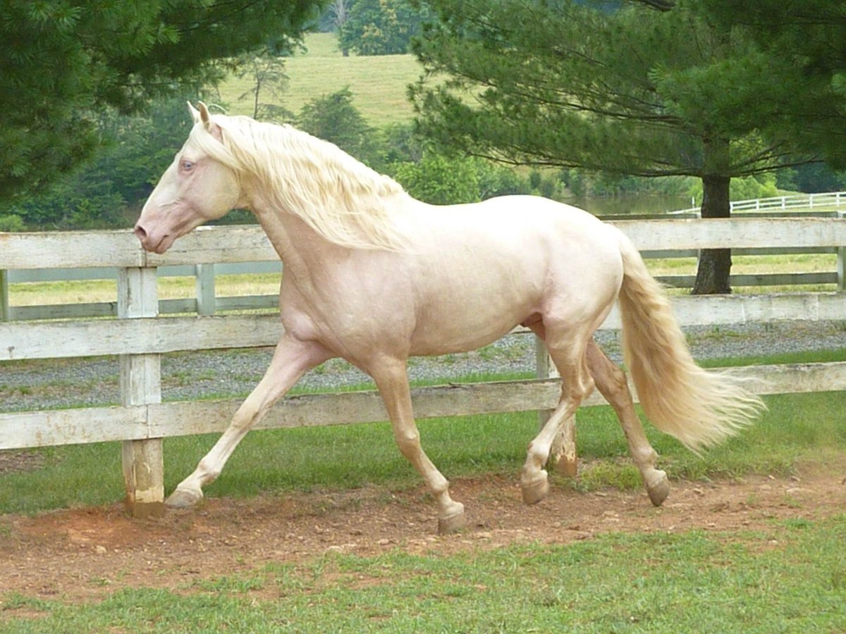 Соловый Лузитано