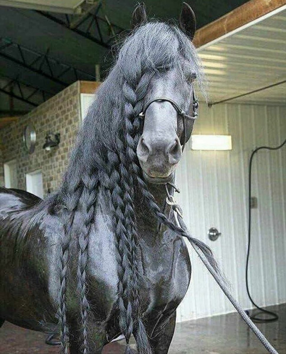 Фриз лошадь тяжеловоз