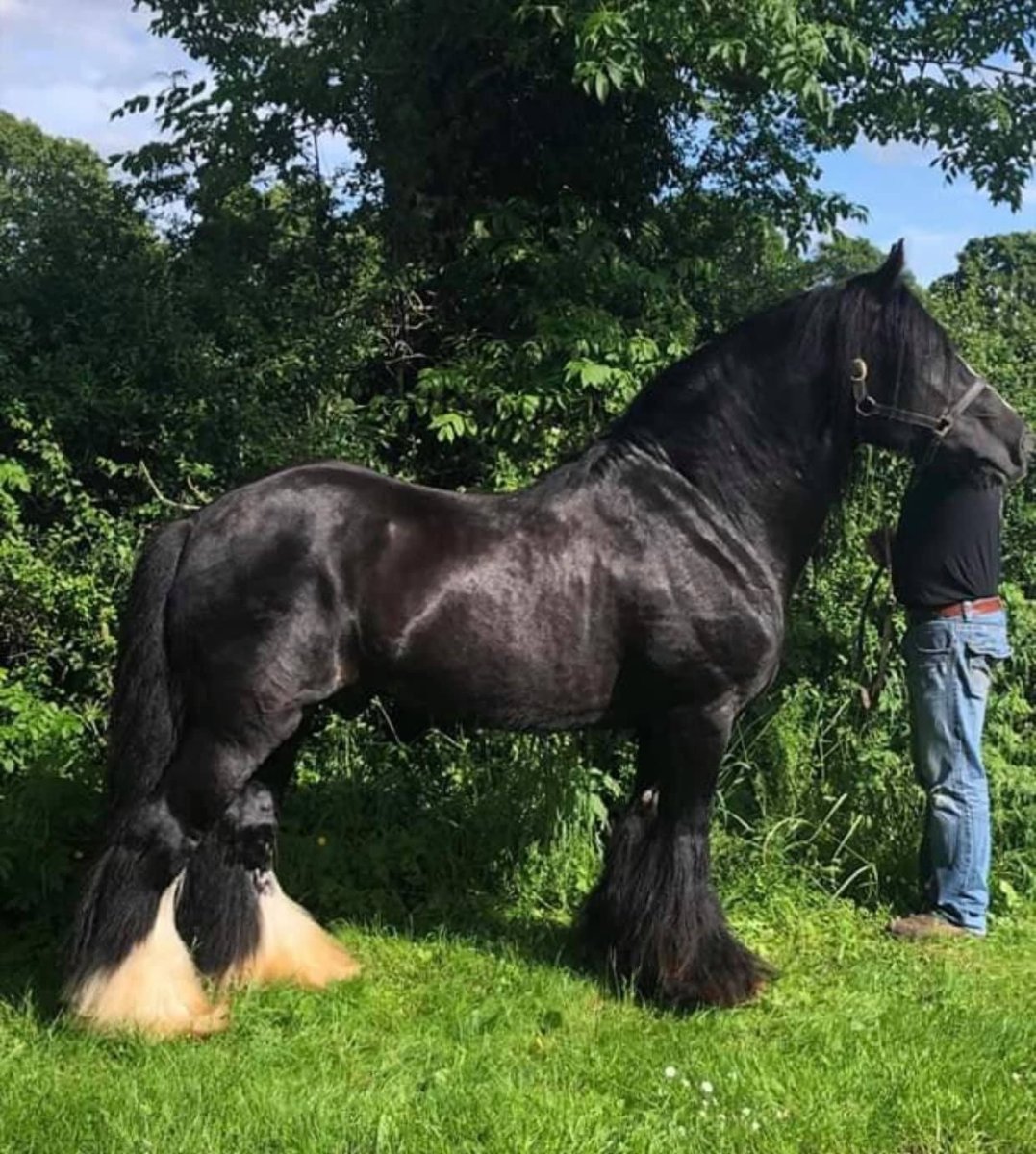 Порода Шайр