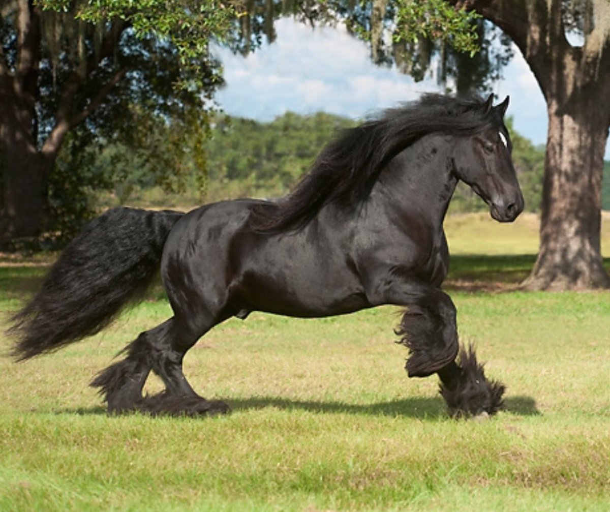 Фризская лошадь тяжеловоз