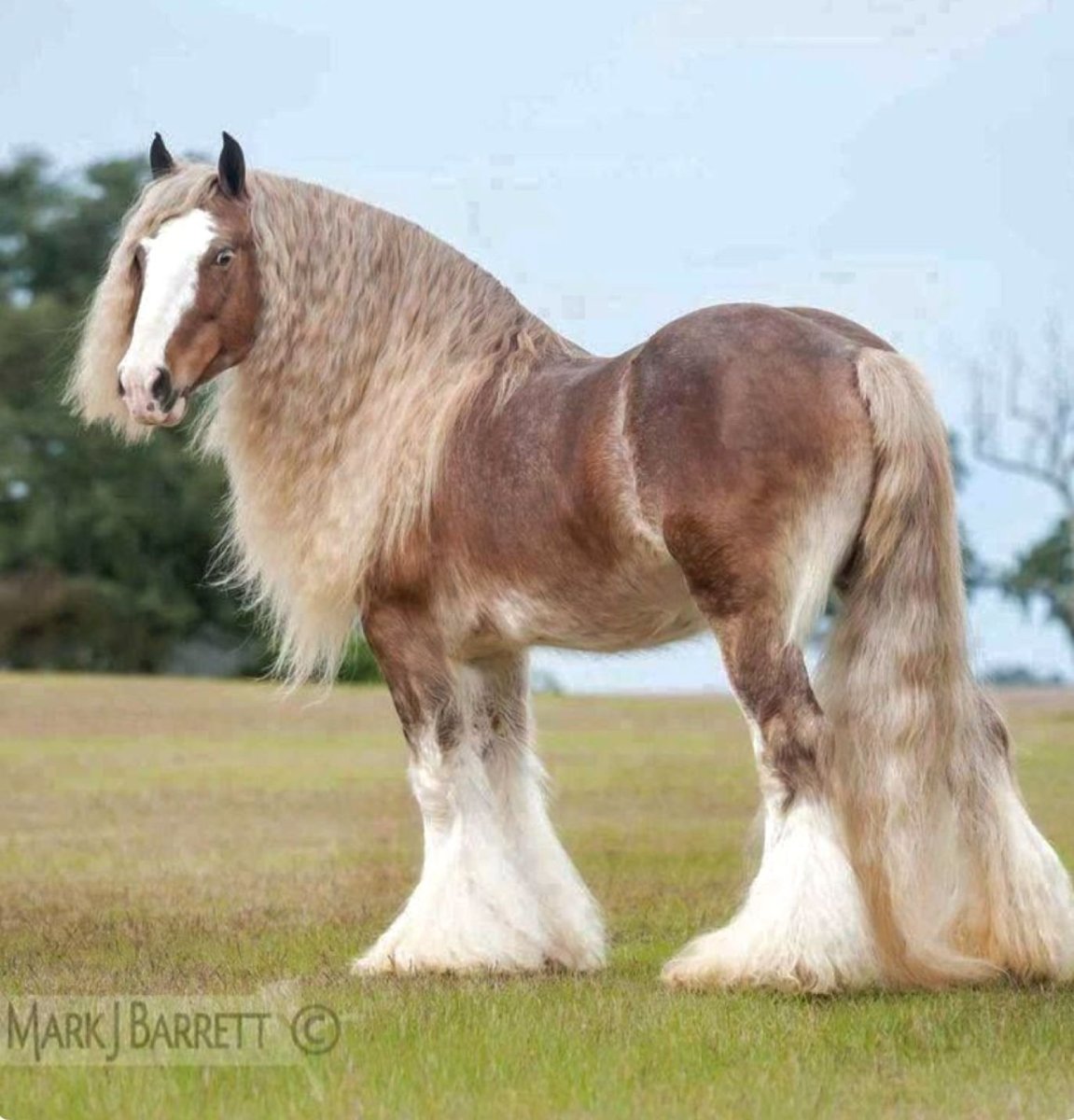 Тяжеловоз Шайр