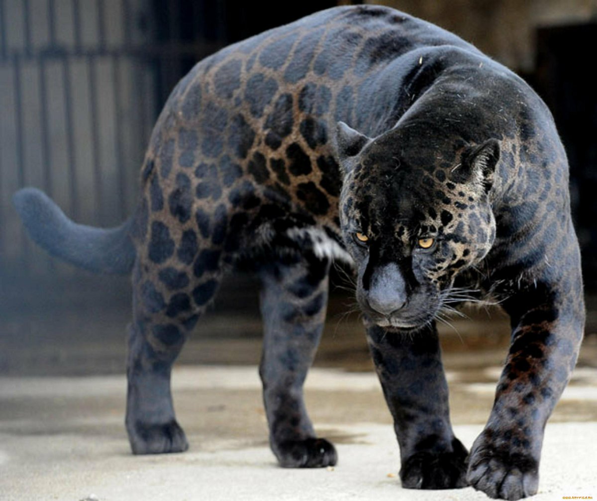 Леопард меланист