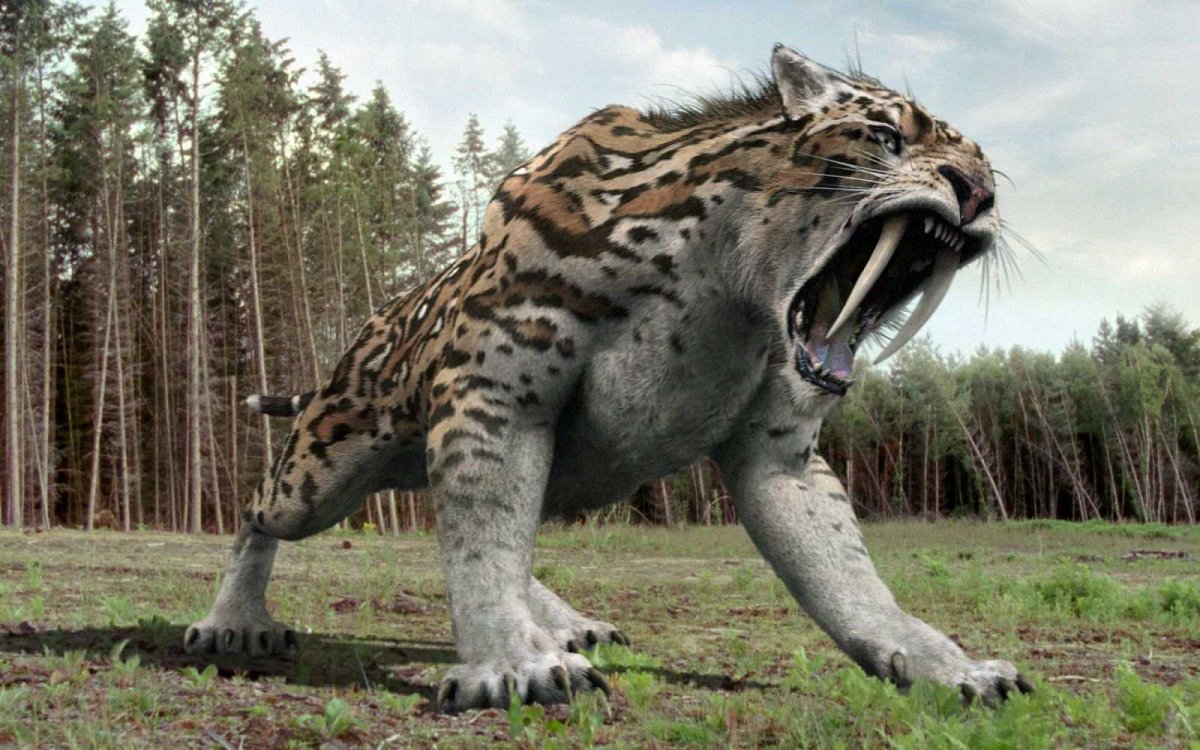 Саблезубый тигр