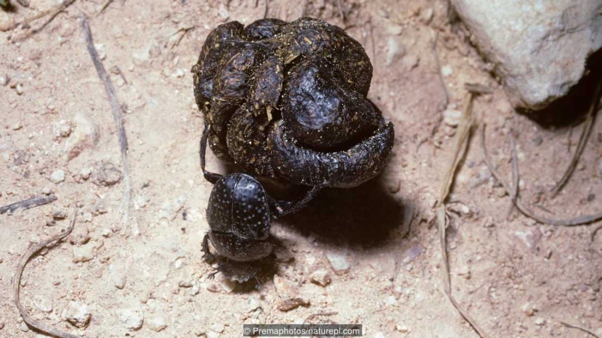 Самое сильное животное