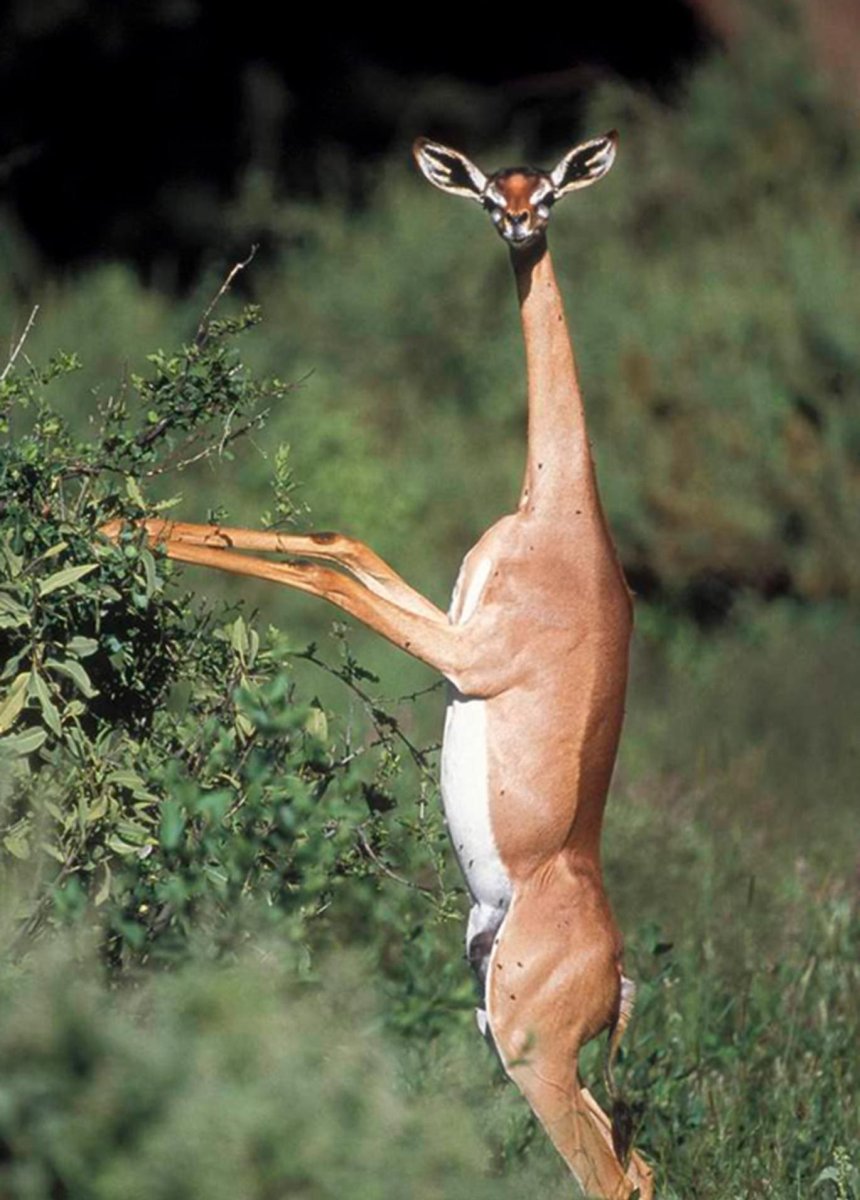 Геренук скелет