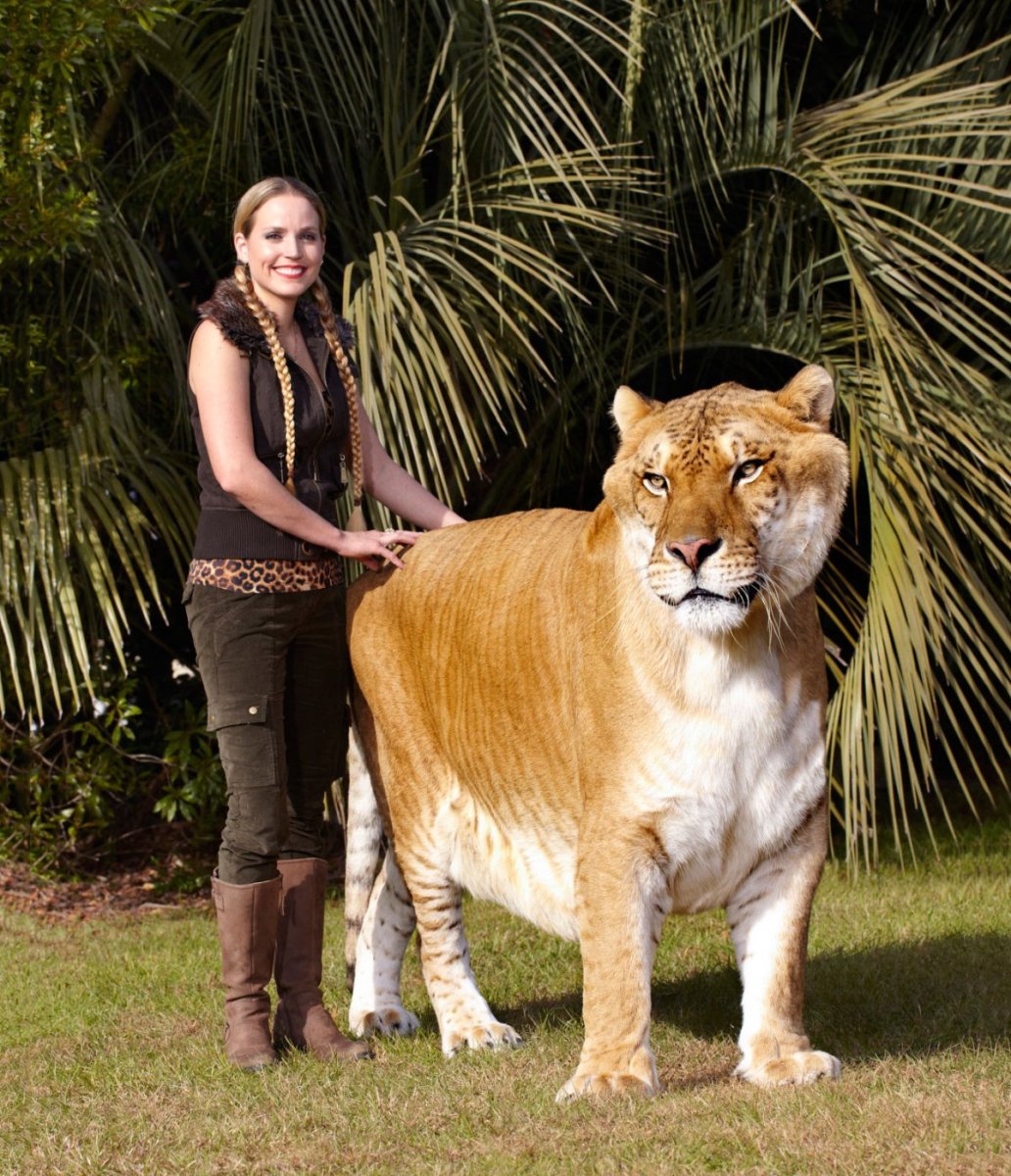 Лигр Геркулес гибрид Льва и тигра