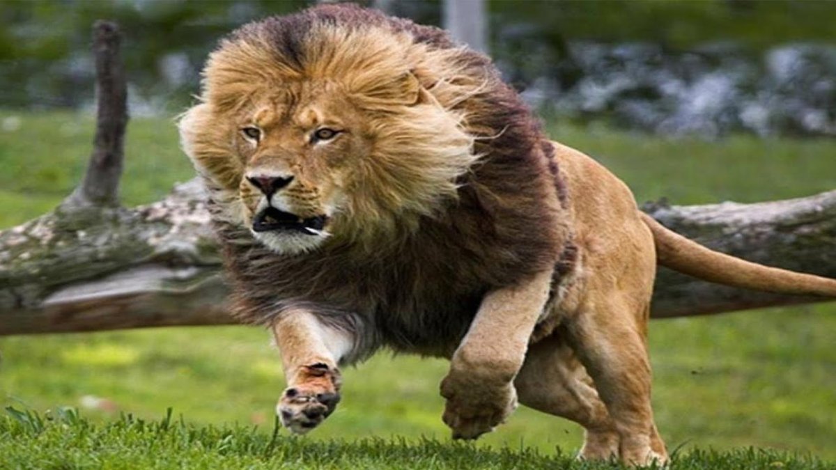 Лев в прыжке