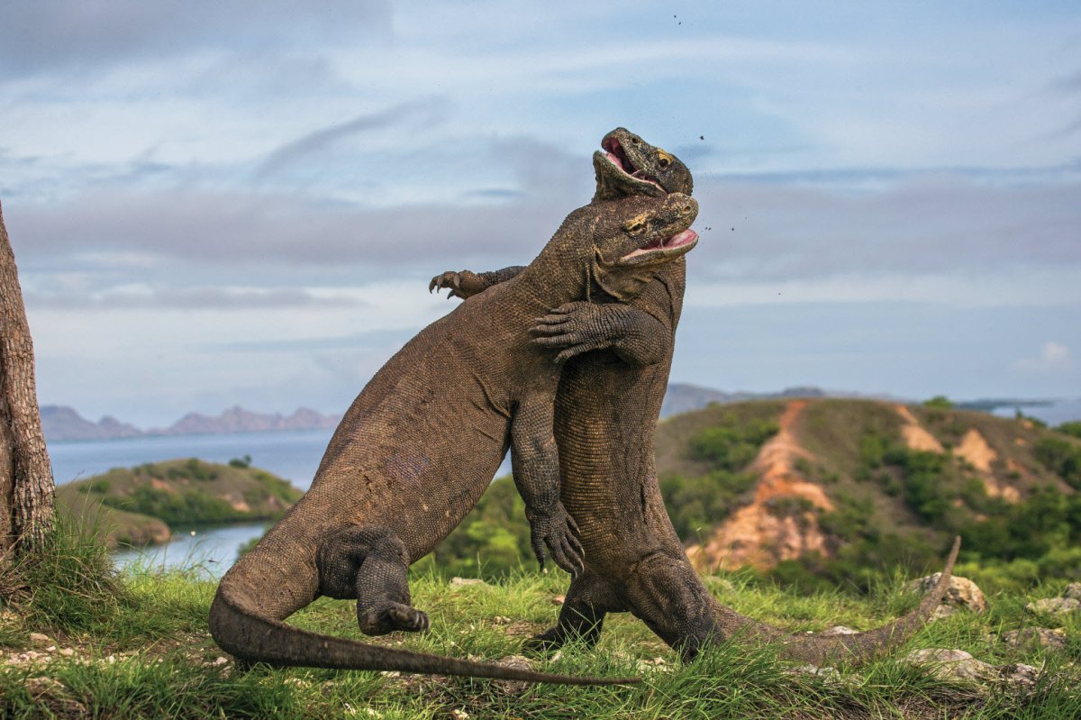 Остров Комодо Индонезия вараны